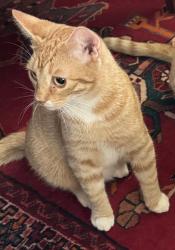 Lost Male Cat last seen Maxwell Park , Sonoma, CA 95476