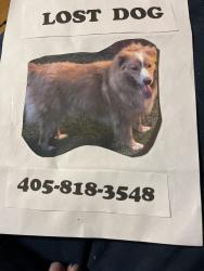 Lost Female Dog last seen Mueller and 63rd, Bethany, OK 73008