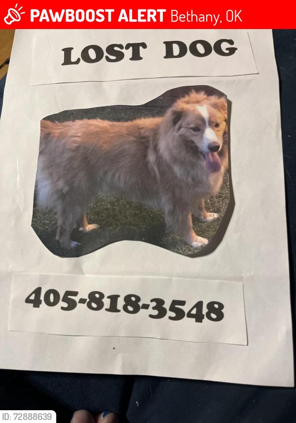 Lost Female Dog last seen Mueller and 63rd, Bethany, OK 73008