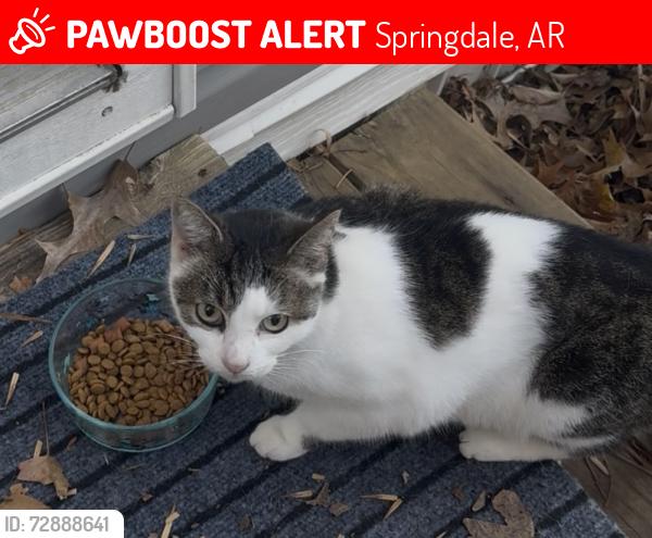 Lost Female Cat last seen Davis Animal hosp, Springdale, AR 72762