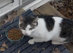 Lost Female Cat last seen Davis Animal hosp, Springdale, AR 72762