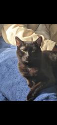 Lost Male Cat last seen Guitar center , Los Angeles, CA 90046