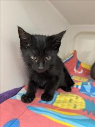 Shelter Stray Male Cat last seen ARC CT, Hayward, CA 94544