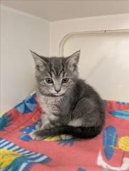 Shelter Stray Male Cat last seen ARC CT, Hayward, CA 94544