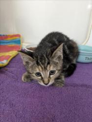 Shelter Stray Female Cat last seen ARC CT, Hayward, CA 94544