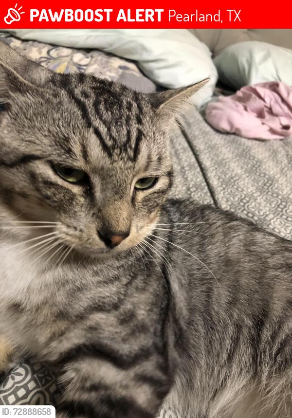 Lost Male Cat last seen Lambeth, Pearland, TX 77584