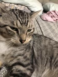 Lost Male Cat last seen Lambeth, Pearland, TX 77584