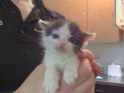 Shelter Stray Female Cat last seen , Sacramento, CA 95827