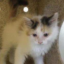 Shelter Stray Female Cat last seen Near BLOCK WALTER ST, RIVERSIDE CA 92504, Jurupa Valley, CA 92509
