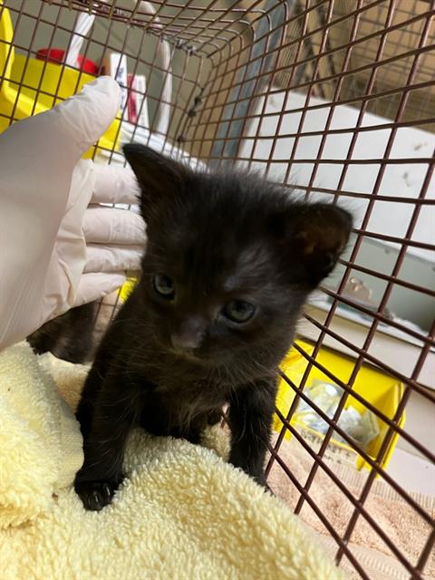 Shelter Stray Female Cat last seen RETURN, Jacksonville, FL 32204