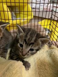 Shelter Stray Female Cat last seen RETURN, Jacksonville, FL 32204