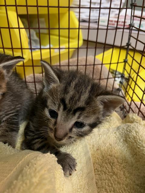Shelter Stray Female Cat last seen RETURN, Jacksonville, FL 32204