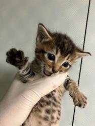 Shelter Stray Female Cat last seen RETURN, Jacksonville, FL 32204