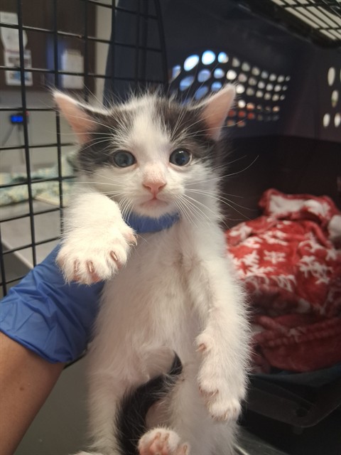 Shelter Stray Male Cat last seen CATTLE KING BAKERSFIELD, Bakersfield, CA 93307
