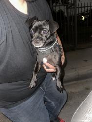 Found/Stray Male Dog last seen greenleaf, Compton, CA 90220