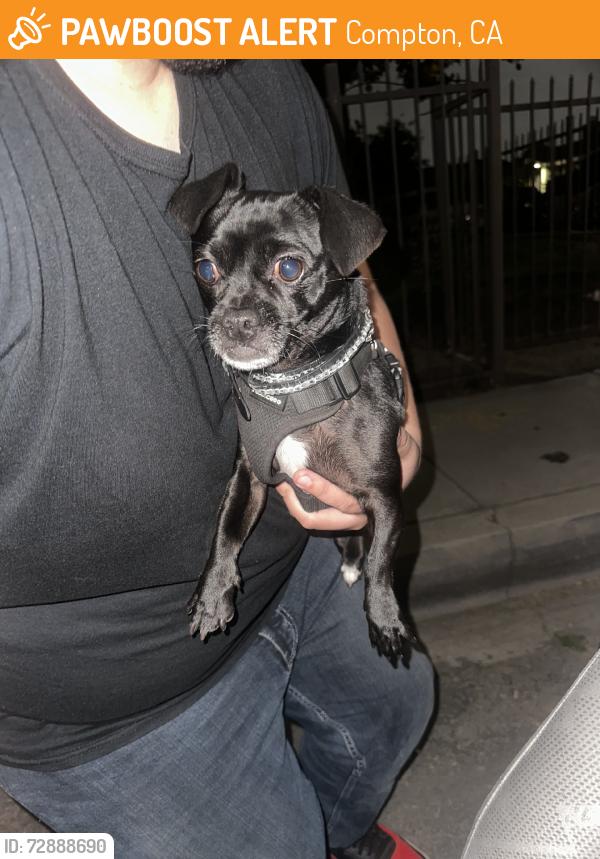 Found/Stray Male Dog last seen greenleaf, Compton, CA 90220