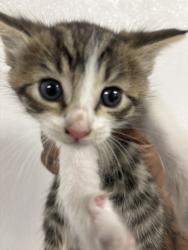 Shelter Stray Unknown Cat last seen MERIDIAN AND 6TH, San Bernardino, CA 92401