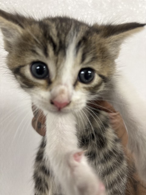 Shelter Stray Unknown Cat last seen MERIDIAN AND 6TH, San Bernardino, CA 92401
