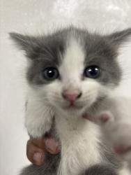 Shelter Stray Unknown Cat last seen MERIDIAN AND 6TH, San Bernardino, CA 92401