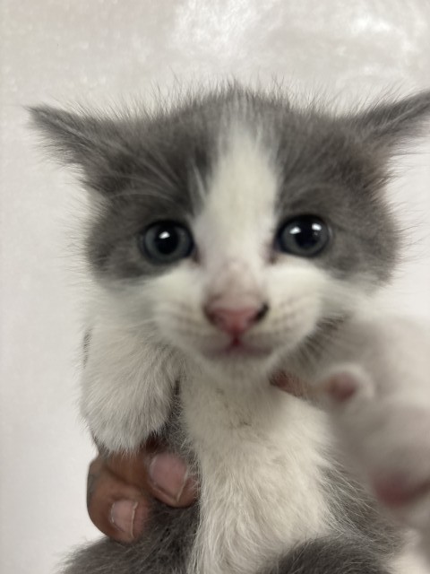 Shelter Stray Unknown Cat last seen MERIDIAN AND 6TH, San Bernardino, CA 92401