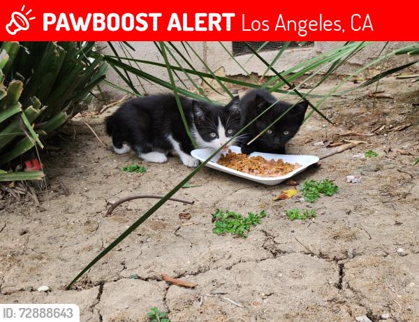 Lost Unknown Cat last seen Woodley Ave. and Basset St., Van Nuys, Los Angeles, CA 91406