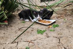 Lost Unknown Cat last seen Woodley Ave. and Basset St., Van Nuys, Los Angeles, CA 91406