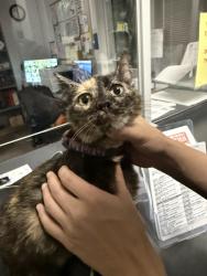 Found/Stray Unknown Cat last seen Sawtelle and Mississippi, in an enclosed garage, Los Angeles, CA 90025