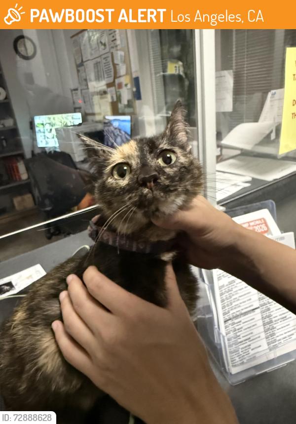 Found/Stray Unknown Cat last seen Sawtelle and Mississippi, in an enclosed garage, Los Angeles, CA 90025