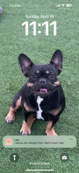 Lost Male Dog last seen Near the hse , Las Vegas, NV 89108