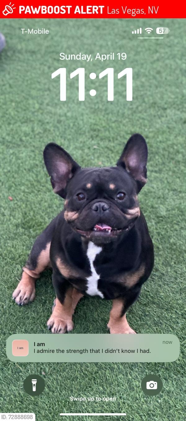 Lost Male Dog last seen Near the hse , Las Vegas, NV 89108
