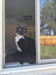 Lost Female Cat last seen Moonflower & E lake forest drive , Boise, ID 83716