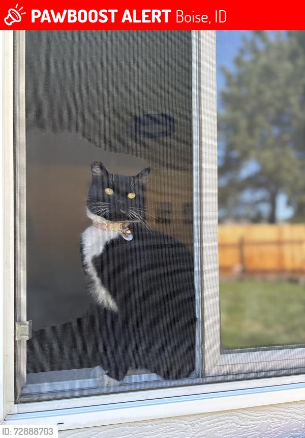 Lost Female Cat last seen Moonflower & E lake forest drive , Boise, ID 83716