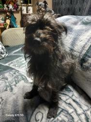 Lost Female Dog last seen West Military and Westfield St., San Antonio, TX 78227