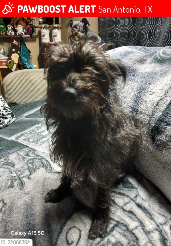 Lost Female Dog last seen West Military and Westfield St., San Antonio, TX 78227