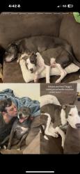 Lost Male Dog last seen warilla high school, Barrack Heights, NSW 2528