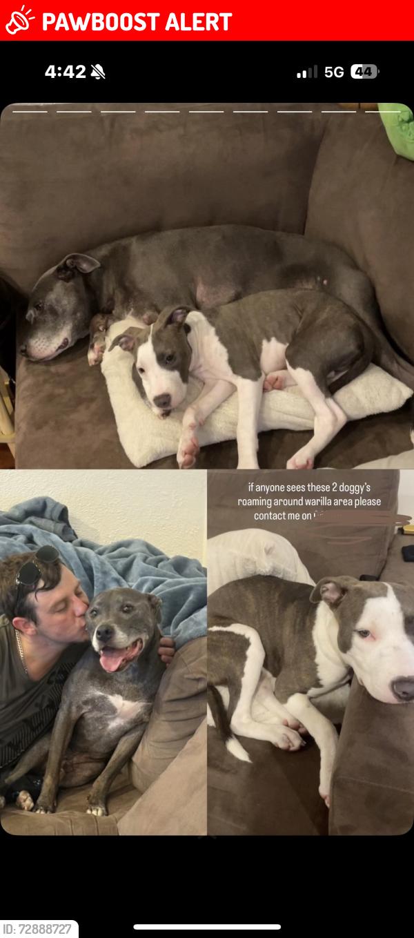 Lost Male Dog last seen warilla high school, Barrack Heights, NSW 2528
