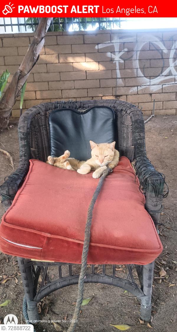 Lost Male Cat last seen 2nd St & Saratoga, Los Angeles, CA 90033