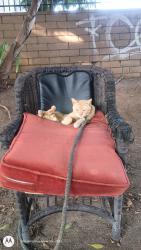 Lost Male Cat last seen 2nd St & Saratoga, Los Angeles, CA 90033