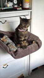 Lost Female Cat last seen Spring road tyres, Southampton, England SO19 2NX