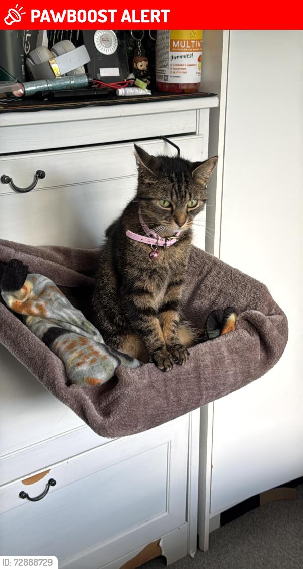 Lost Female Cat last seen Spring road tyres, Southampton, England SO19 2NX
