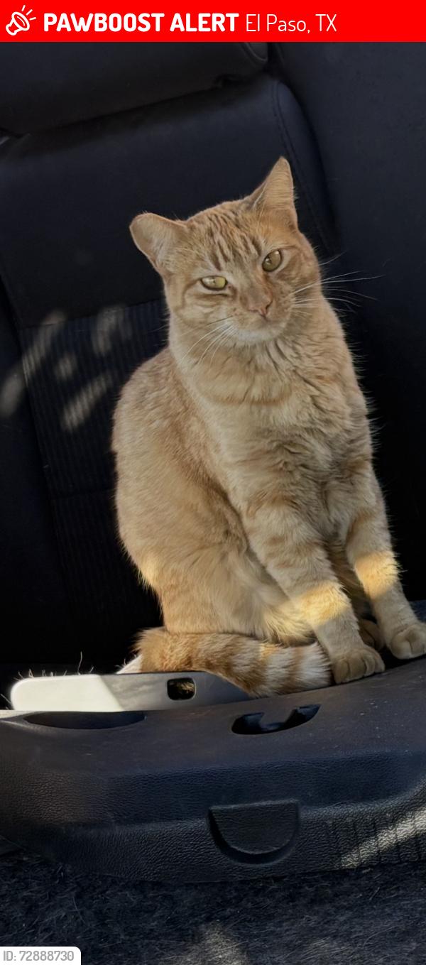 Lost Female Cat last seen Sun Bridge , El Paso, TX 79928