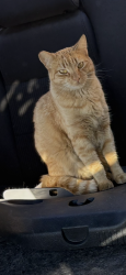 Lost Female Cat last seen Sun Bridge , El Paso, TX 79928