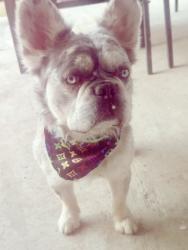 Lost Male Dog last seen Royal Ridge Dr. and N Bibb Ave, Eagle Pass, TX 78852