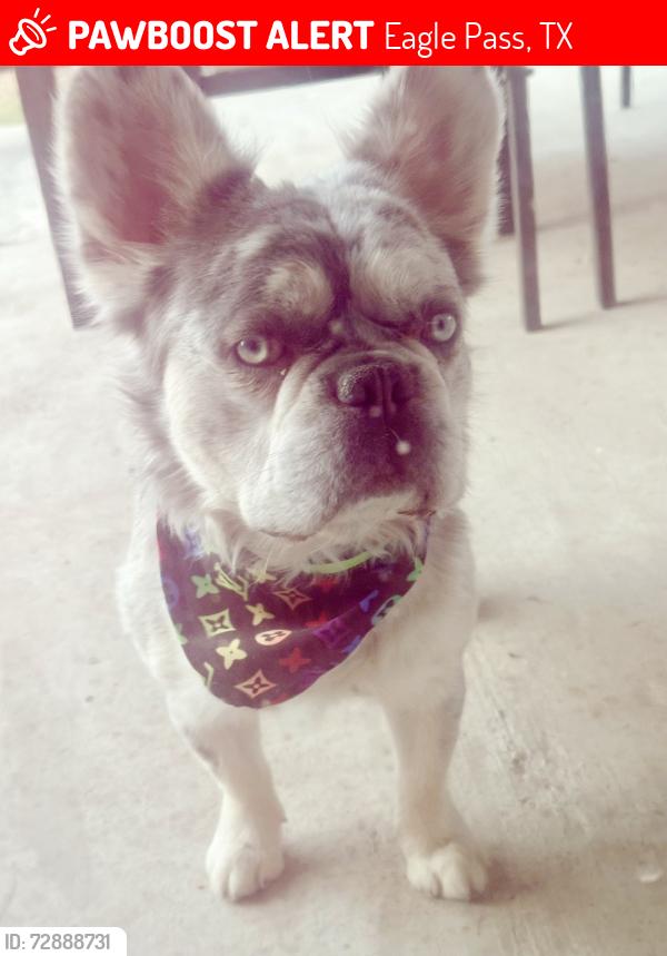 Lost Male Dog last seen Royal Ridge Dr. and N Bibb Ave, Eagle Pass, TX 78852