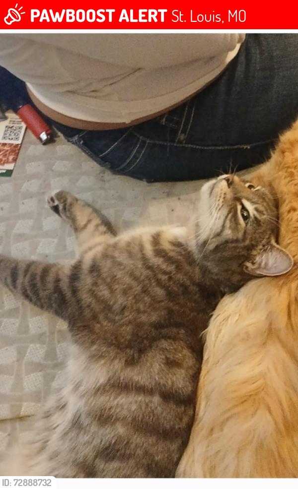 Lost Male Cat last seen Lemp and Lynch, St. Louis, MO 63118