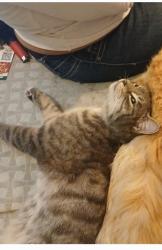 Lost Male Cat last seen Lemp and Lynch, St. Louis, MO 63118