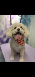 Lost Female Dog last seen Lively trail and oak grove road, Atlanta, GA 30345