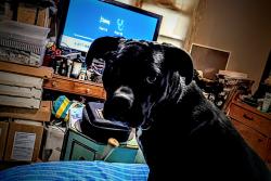 Lost Female Dog last seen NE 63rd Street and Coltrane, Oklahoma City, OK 73116