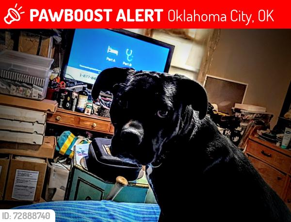 Lost Female Dog last seen NE 63rd Street and Coltrane, Oklahoma City, OK 73116