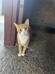 Found/Stray Unknown Cat last seen Mayford est , Greater London, England NW1 1NY